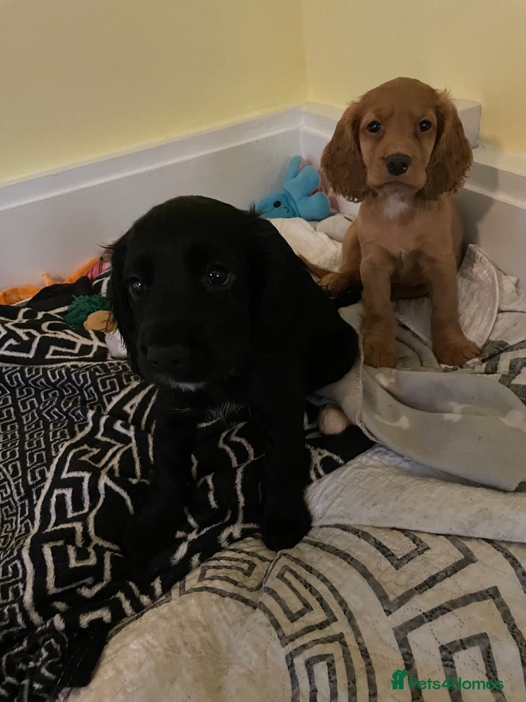 Cocker Spaniel dogs for sale: KC registered cocker spaniel puppies for sale  - Advert 11