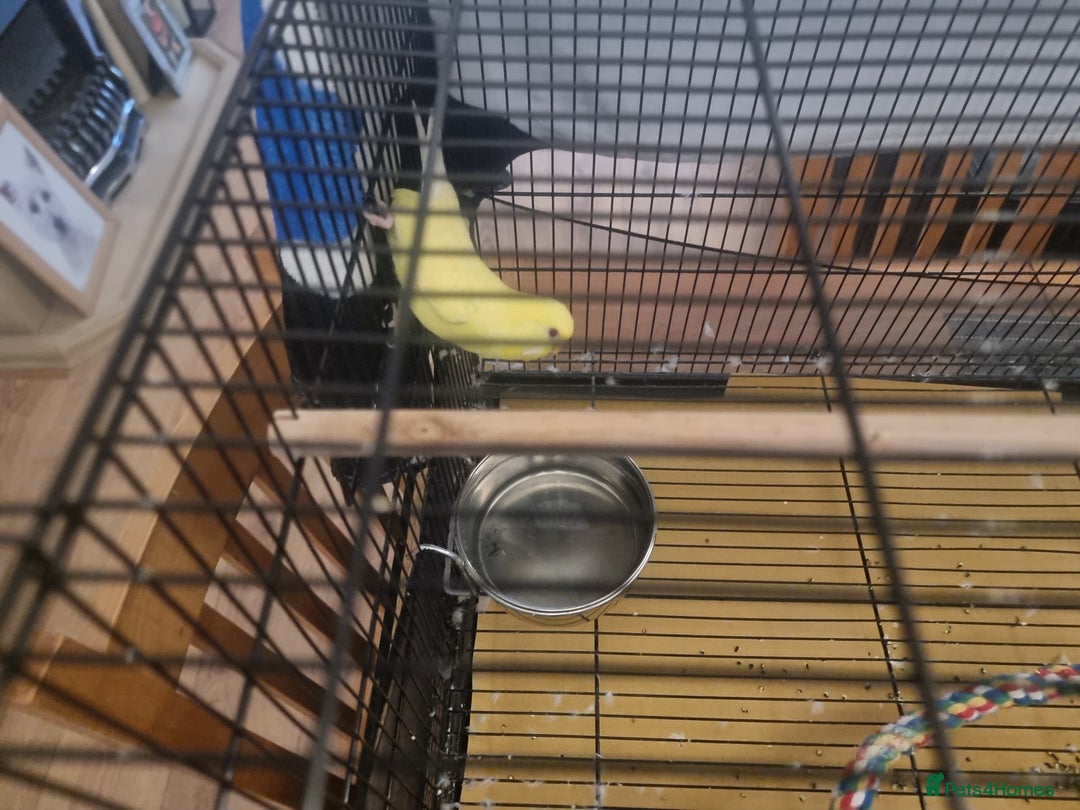 Budgerigars birds for sale: Two budgies and cage - Image 4