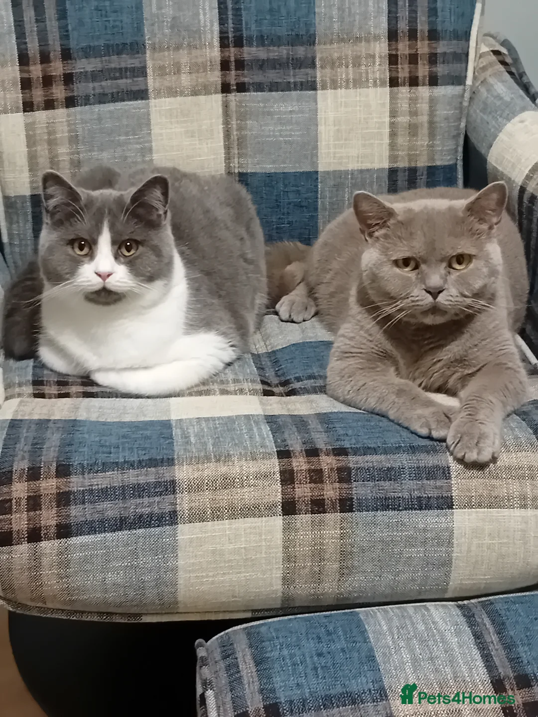 British Shorthair cats for sale: Beautiful lilac girl  - Advert 3