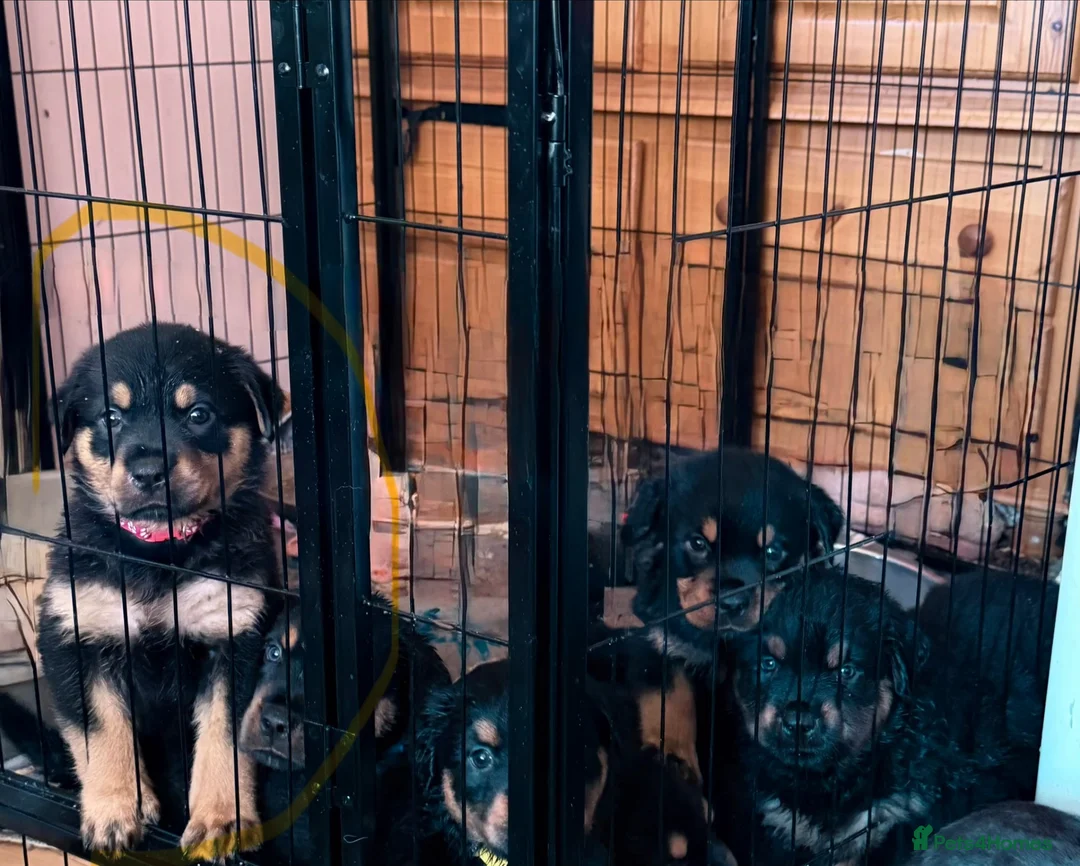 Rottweiler dogs for sale: Beautiful Rottweiler puppies ready in 10 day  - Advert 2