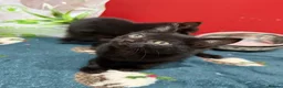 Mixed Breed cats for sale: 2 black female kittens ready now  - Advert 5