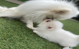 Pomeranian dogs for sale: Pomeranian puppies for sale  - Image 10