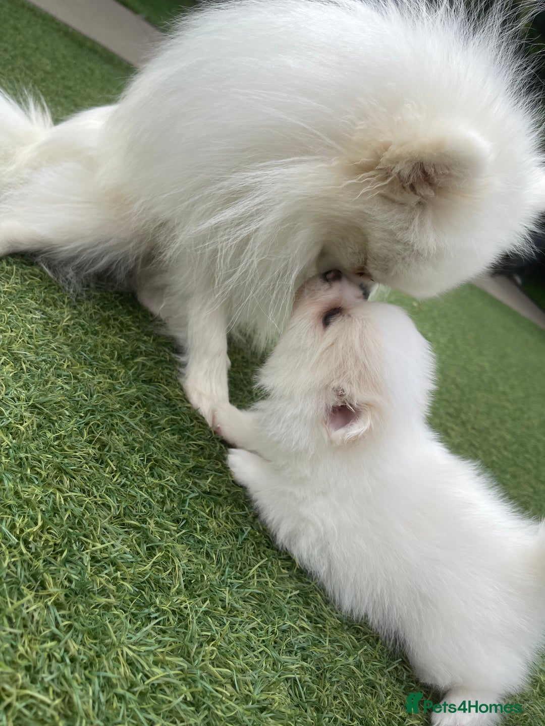 Pomeranian dogs for sale: Pomeranian puppies for sale  - Image 10