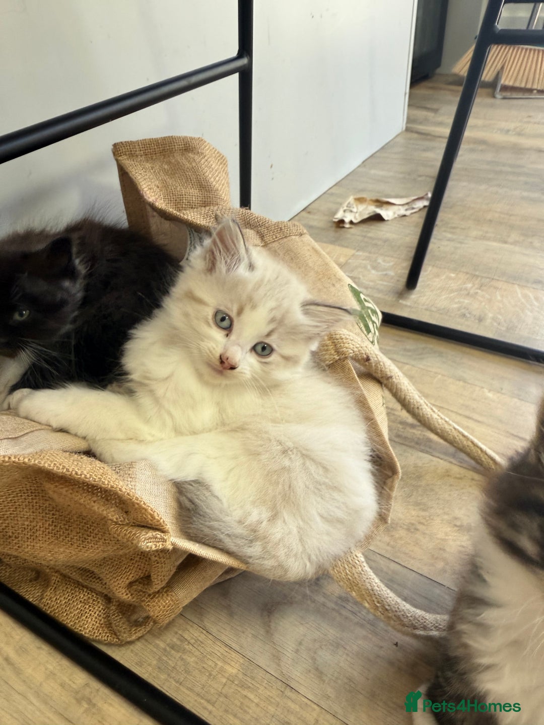 Mixed Breed cats for sale: White and dappled little girl  - Image 7