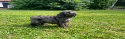 Cavapoo dogs for sale: Cavapoo puppies for sale  in Sittingbourne - Advert 12