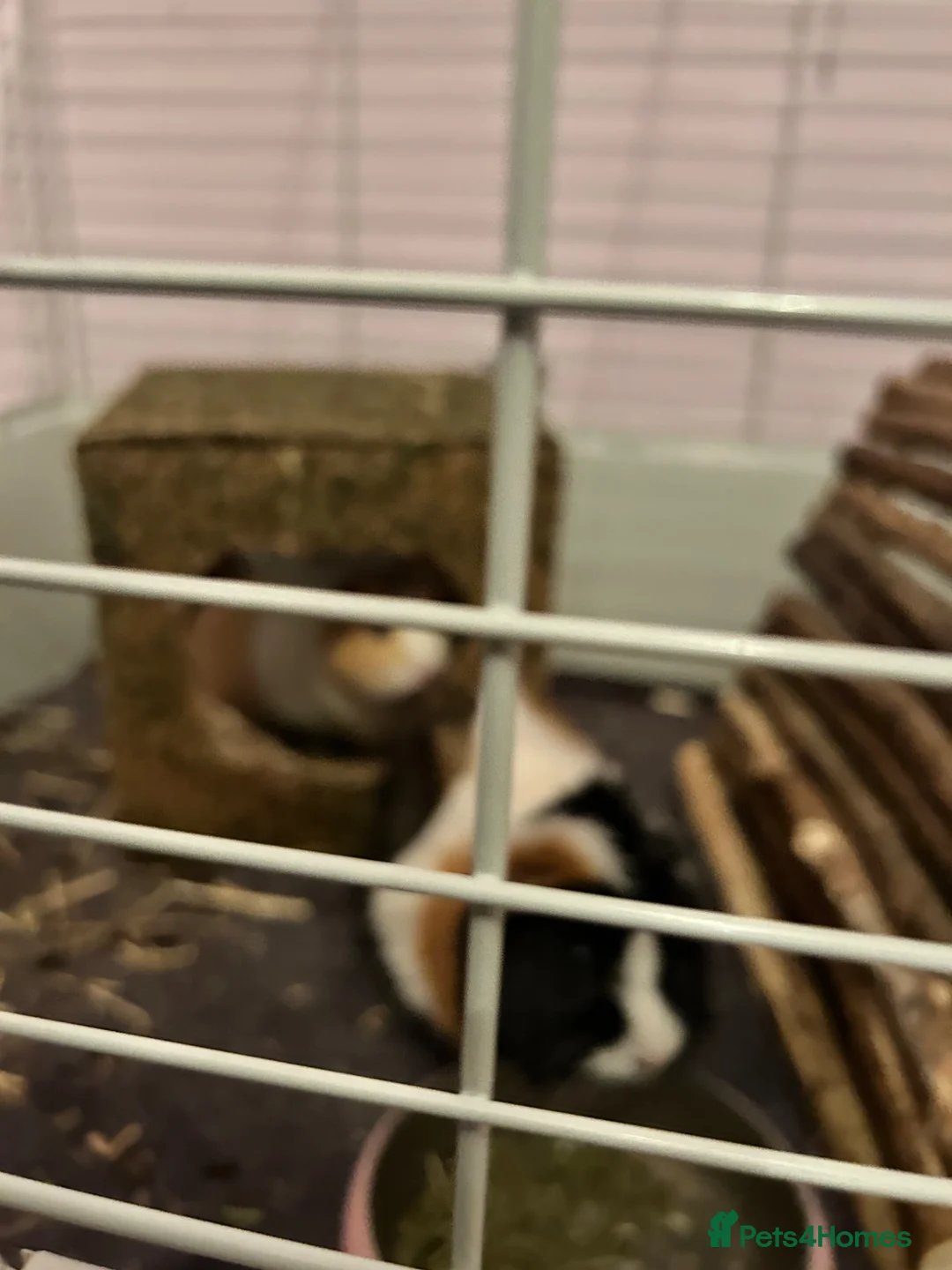 Guinea Pig rodents for sale: 2x adorable female guinea pigs  - Advert 6