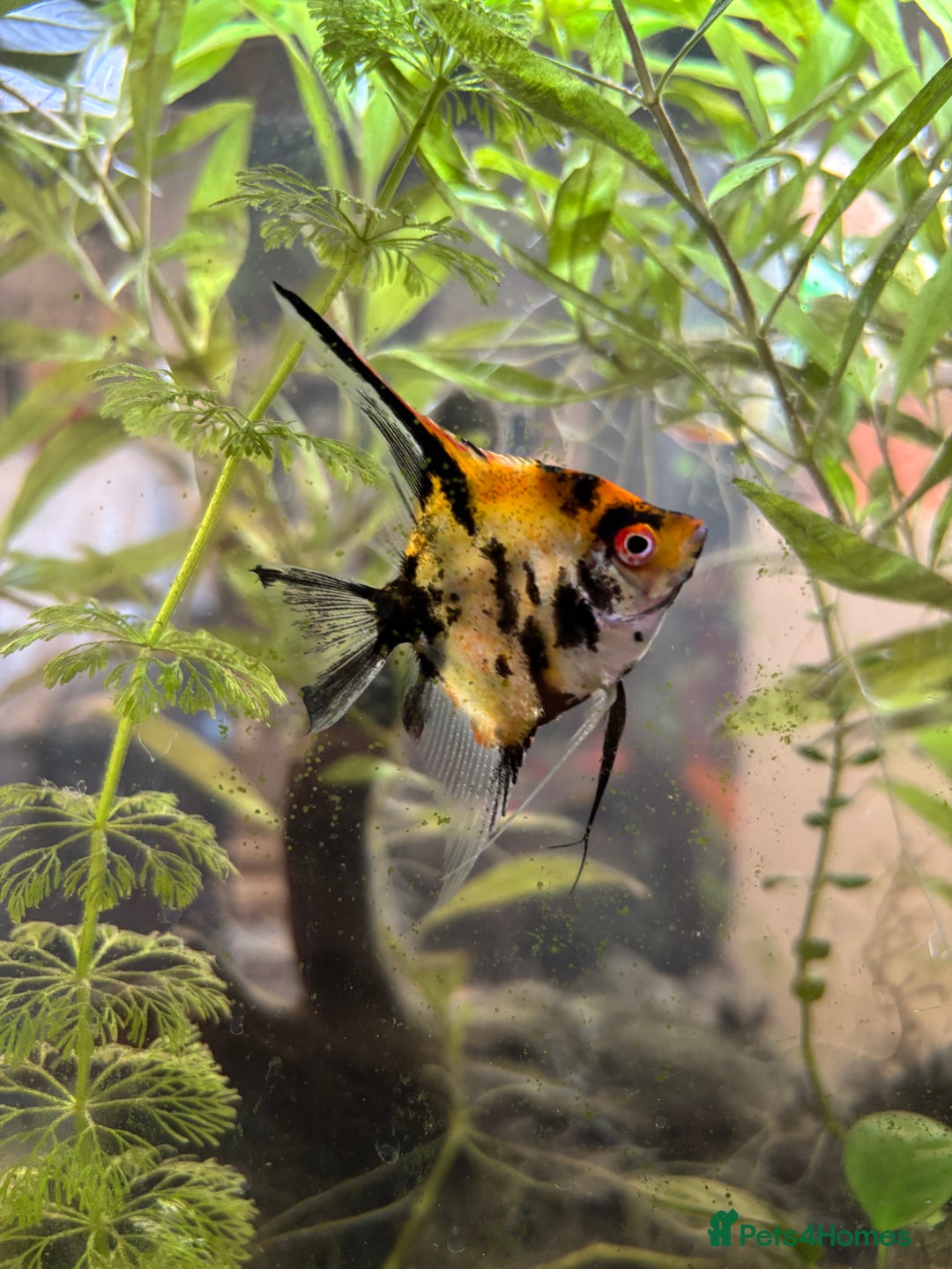 Angelfish fish for sale: Koi marble angelfish  - Advert 1