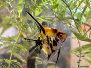 Angelfish fish Koi marble angelfish - Advert 3