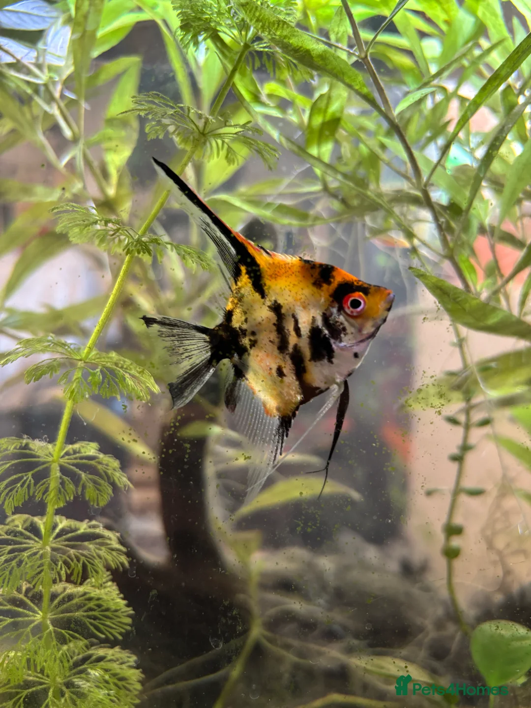 Angelfish fish for sale: Koi marble angelfish  - Advert 1