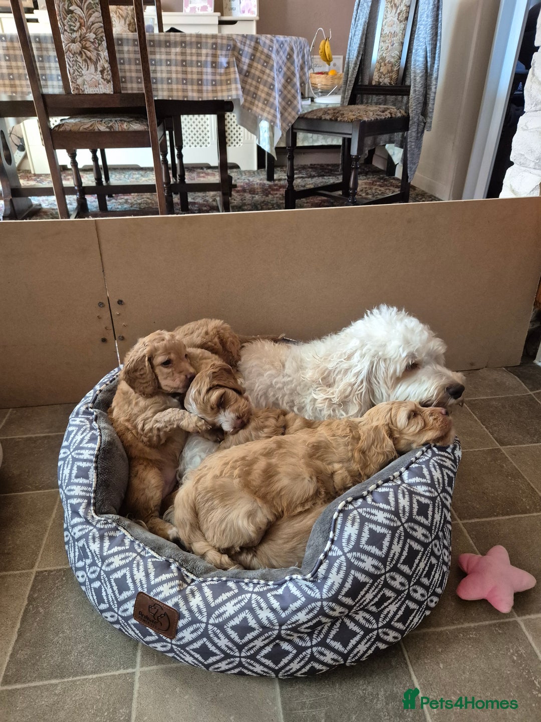 Cockapoo dogs for sale: READY NOW !! ONLY 3 COCKERPOO PUPPIES LEFT !!! in Alfreton - Image 19