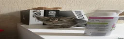 Mixed Breed cats for sale: Male Tabby Kitten 🐾 - Advert 8