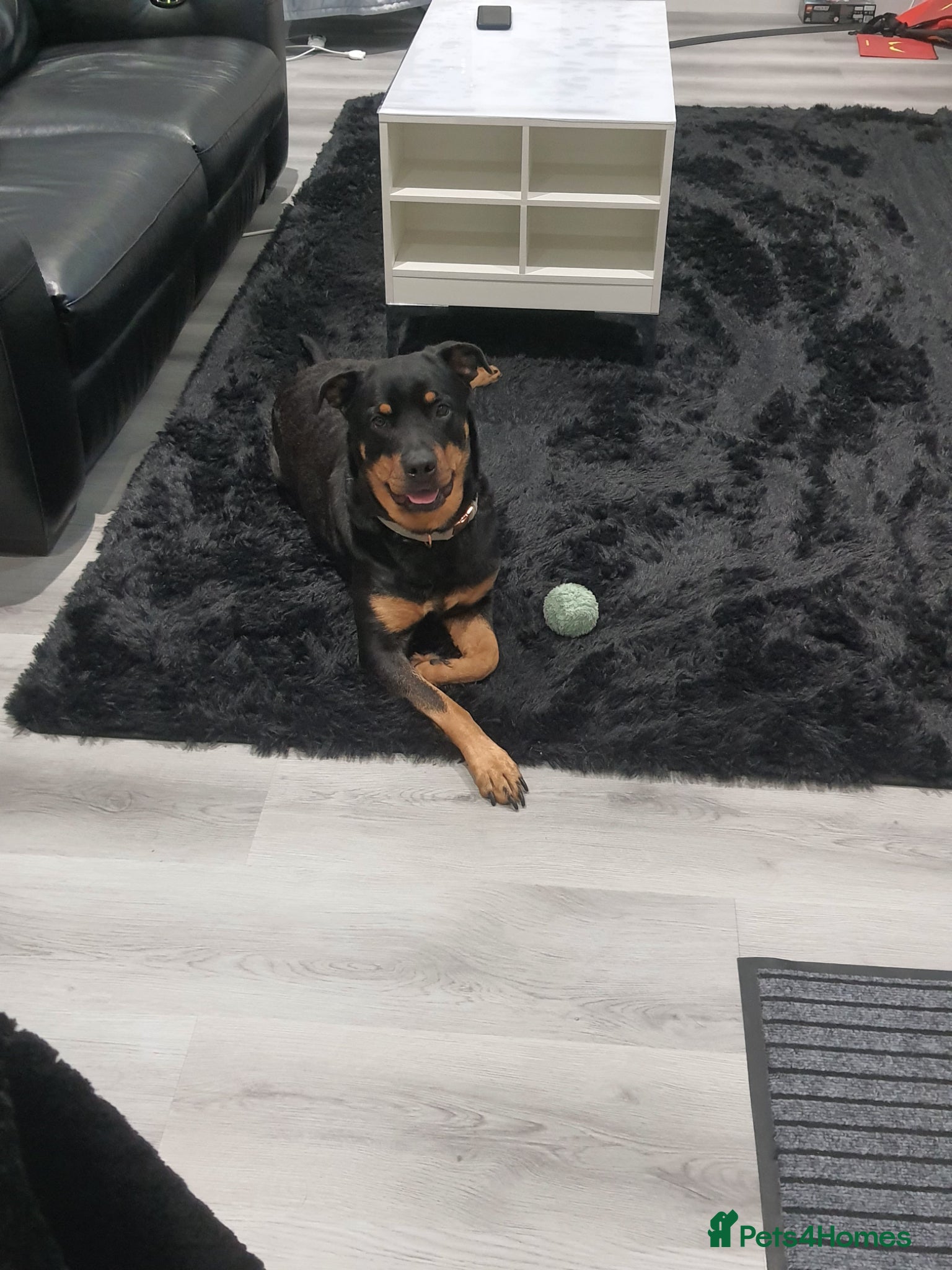Rottweiler dogs for sale: Rottweiler puppies - Advert 1