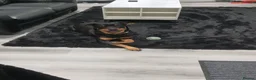 Rottweiler dogs for sale: Rottweiler puppies - Advert 1