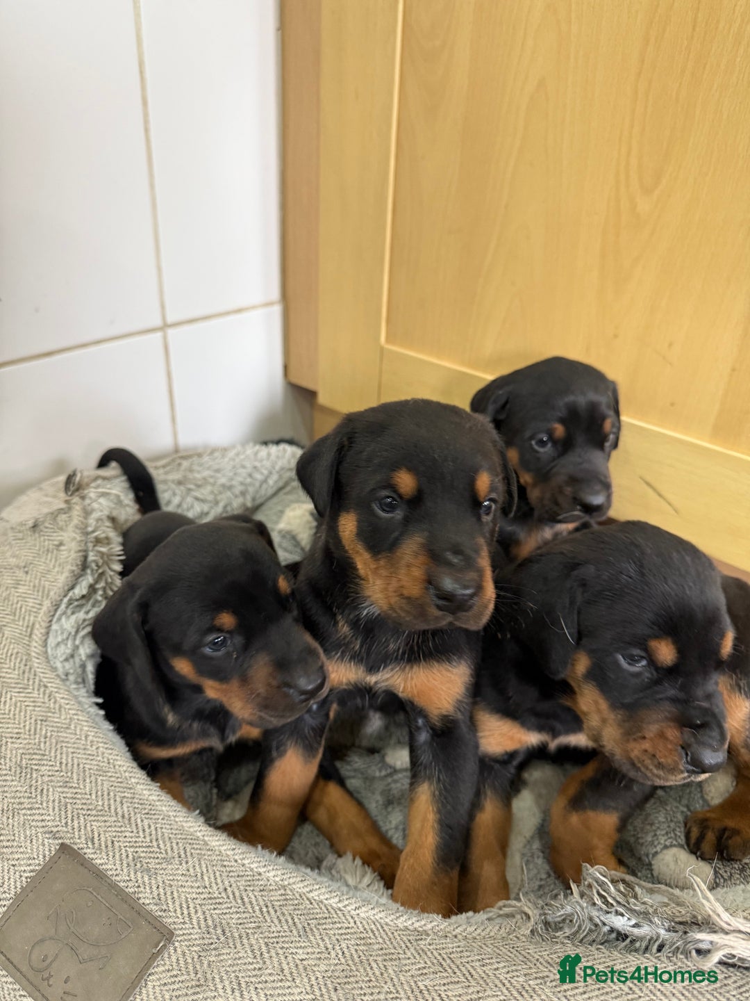 Dobermann dogs for sale: Doberman puppies for sale boys & girls  - Image 12