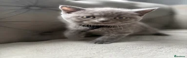 British Shorthair 5