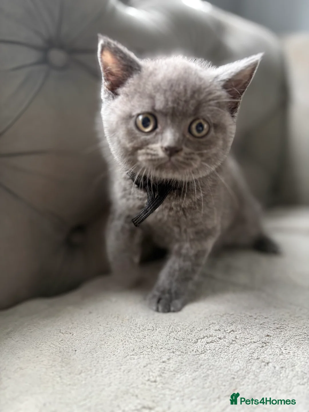 British Shorthair cats for sale: Stunning BSH kittens ready now!  - Advert 2