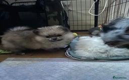 Pomeranian dogs for sale: KC Reg Pomeranian Girls - Image 16