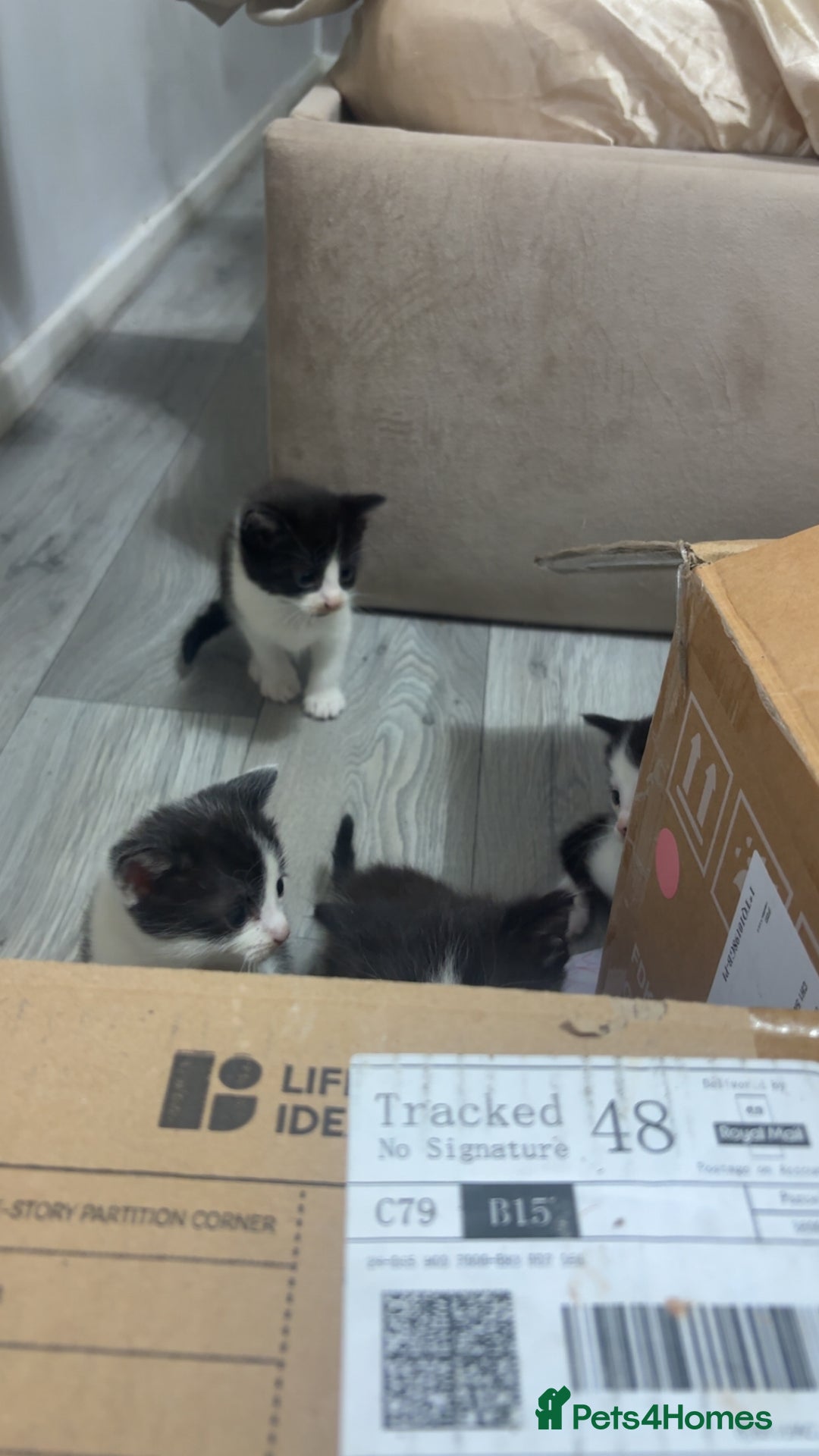 British Shorthair cats for sale: black and white gorgeous short hair kittens ready - Advert 11