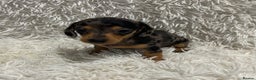 Miniature Dachshund dogs for sale: 1 boy left Ready to leave  - Advert 8