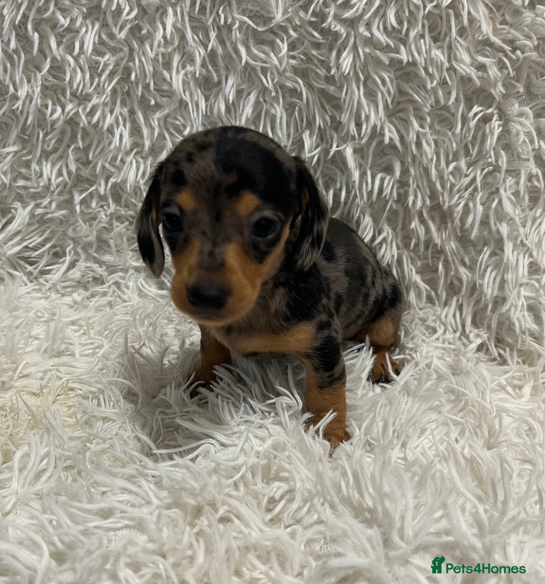 Miniature Dachshund dogs for sale: 1 boy left Ready to leave  - Advert 8