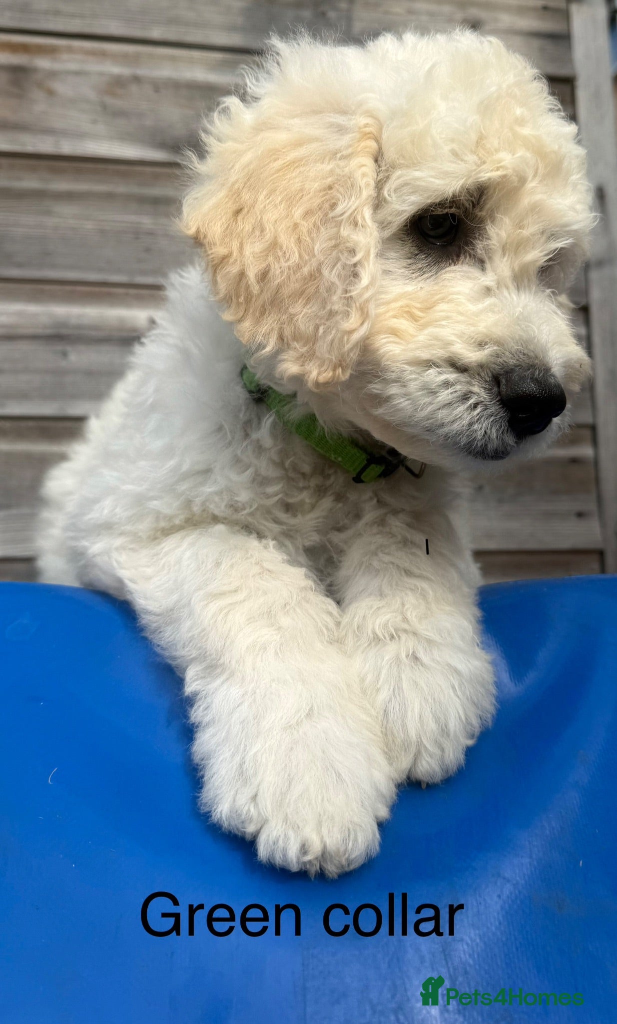 Goldendoodle dogs 🐾 Goldendoodle Puppies ready for forever homes 🐾 - Advert 2