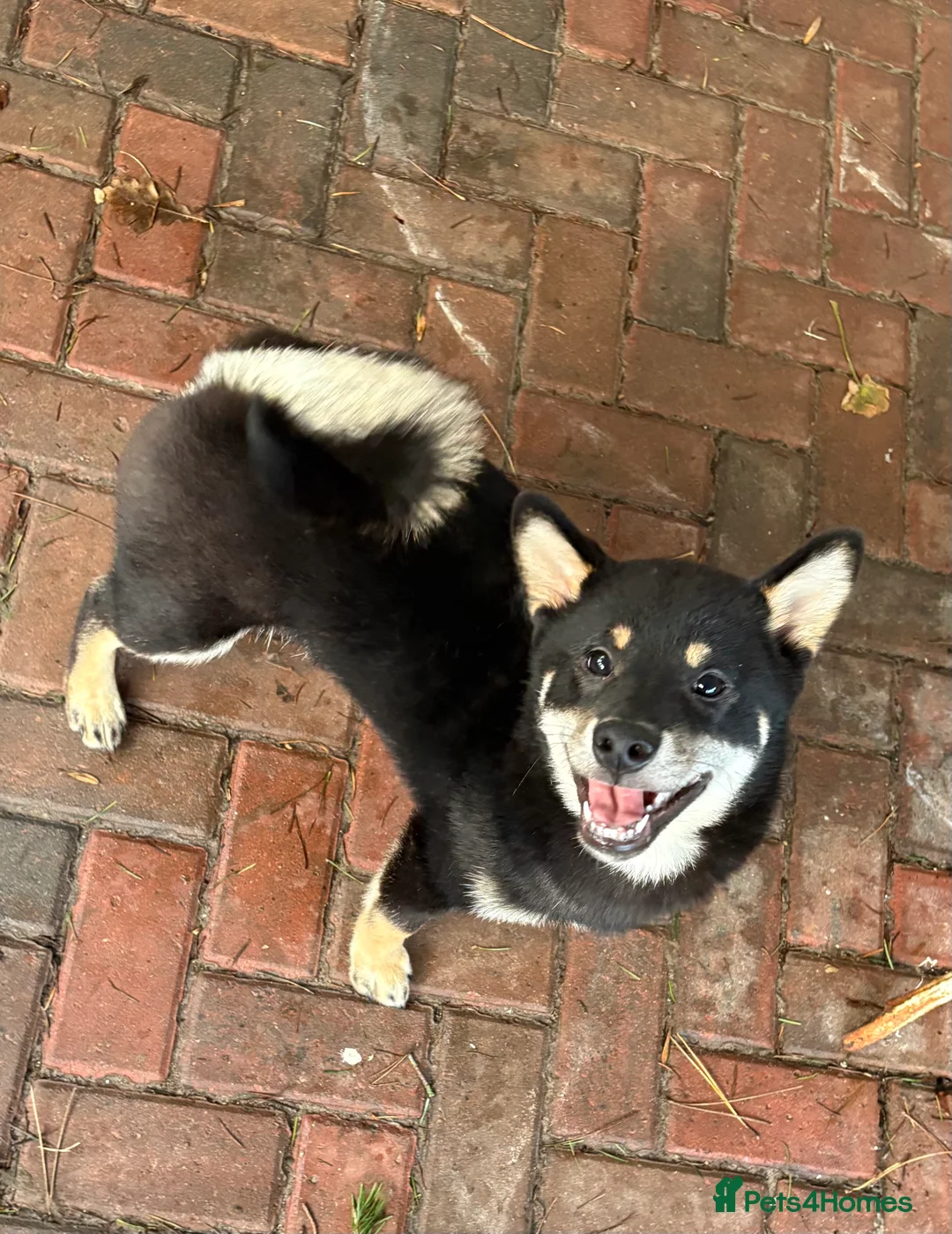 Japanese Shiba Inu dogs for sale: Multi champion Japanese Shiba Inu’s - Advert 12