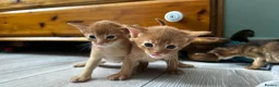 Abyssinian cats for sale: Abyssinian kittens  - Advert 21