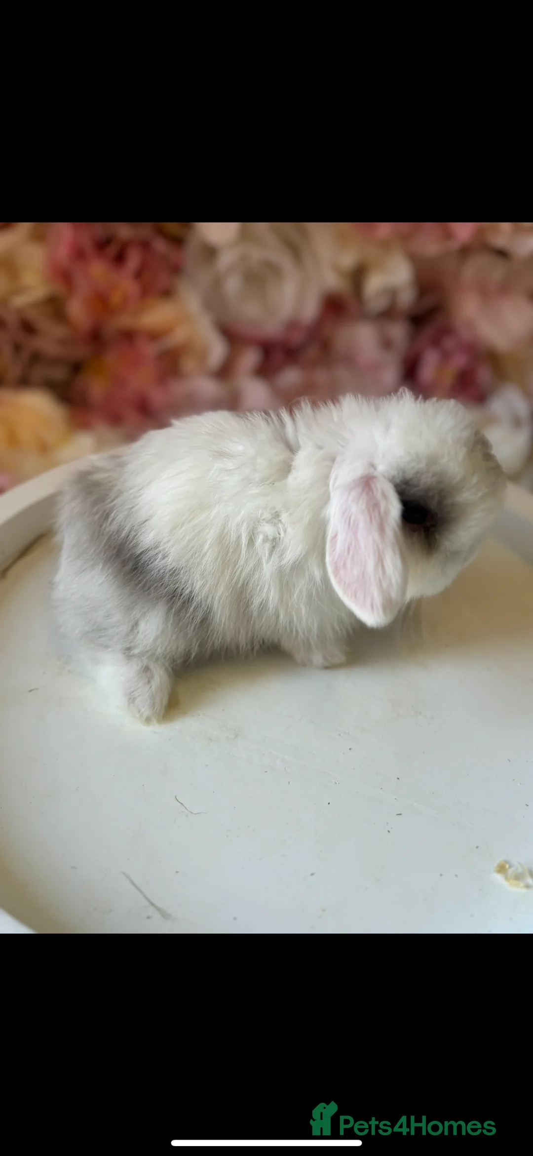 Mini Lop rabbits for sale: Beautiful Harli Mini Lops💙💜 - Advert 7
