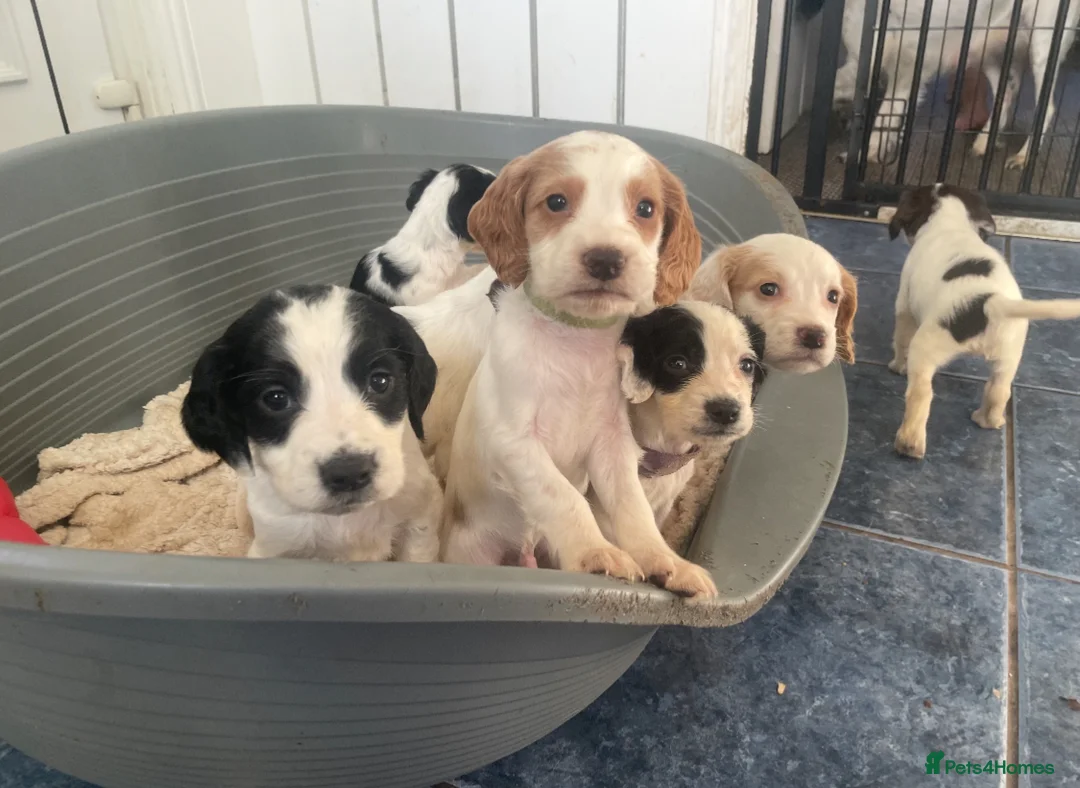 Sprocker dogs for sale: 8 sprocker spaniel puppies for sale 🌟 in Durham - Advert 1