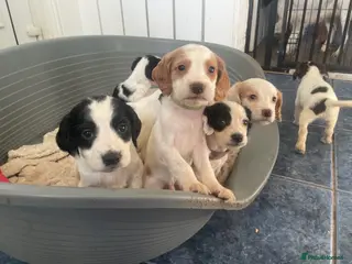 Sprocker dogs 8 sprocker spaniel puppies for sale 🌟 - Advert 1
