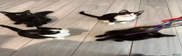 British Shorthair cats for sale: TUXEDO KITTENS *URGENT DM* - Advert 1