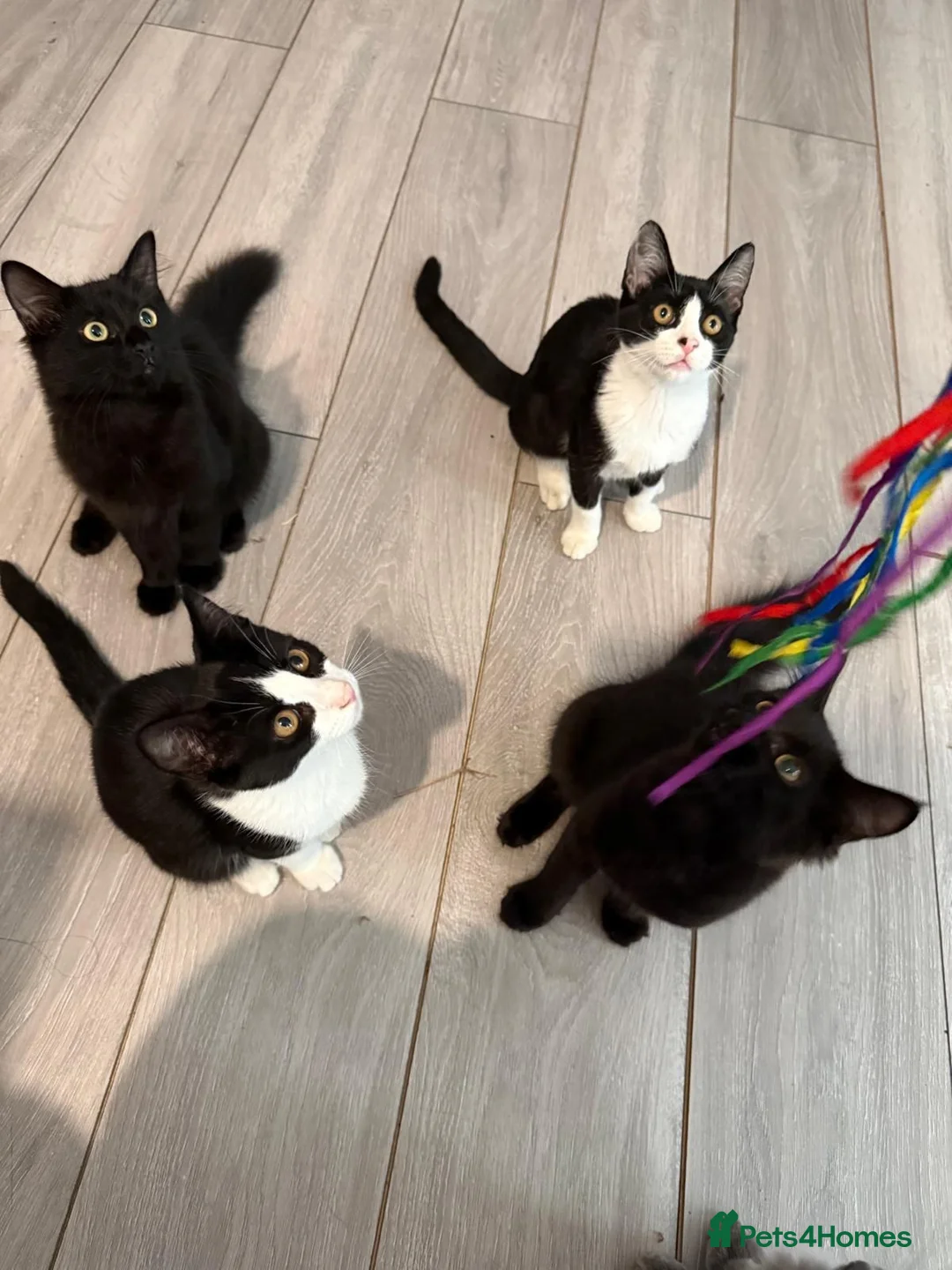 British Shorthair cats for sale: TUXEDO KITTENS *URGENT DM* - Advert 1