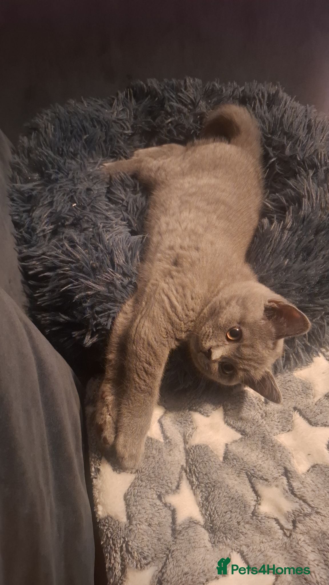 British Shorthair cats **Last Male remaining, Ready to leave Today** - Advert 2