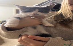 Mixed Breed cats for sale: Mixed breed kittens READY TO LEAVE NOW - Image 3