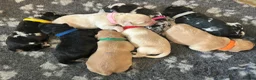 Labradoodle dogs for sale: Beautiful rainbow litter of F1 labradoodle puppies - Advert 2