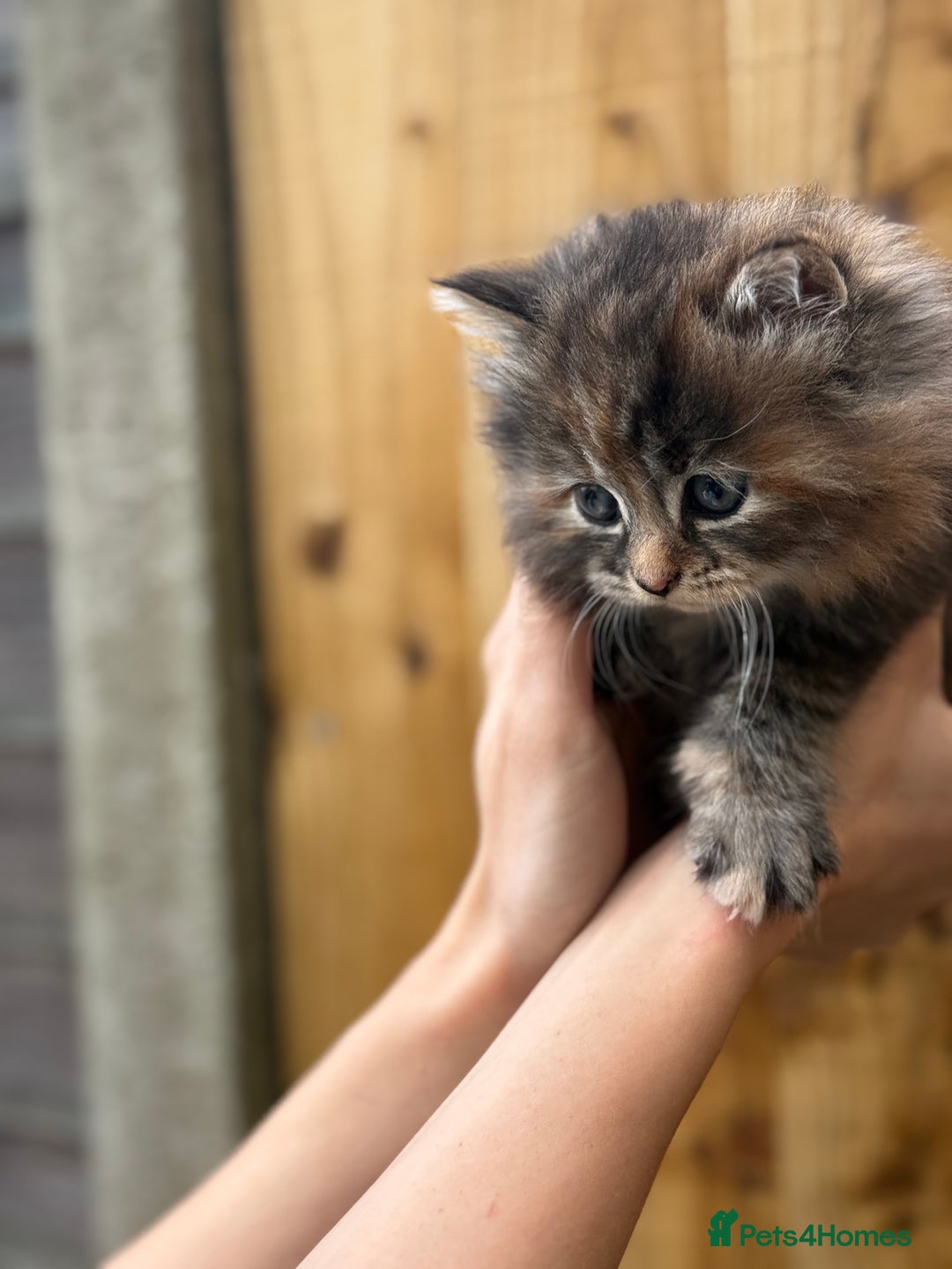Scottish Fold cats for sale: Adorable Scottish Fold Cross Kittens - Advert 7