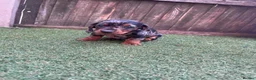 Dachshund dogs for sale: Dchshund miniature - Advert 31