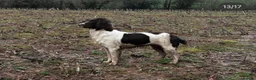 English Springer Spaniel dogs for sale: Beautiful Springer Spaniel Puppies For Sale  - Advert 24