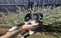 Cocker Spaniel dogs for sale: Black and white roan boy left 9 weeks - Image 15