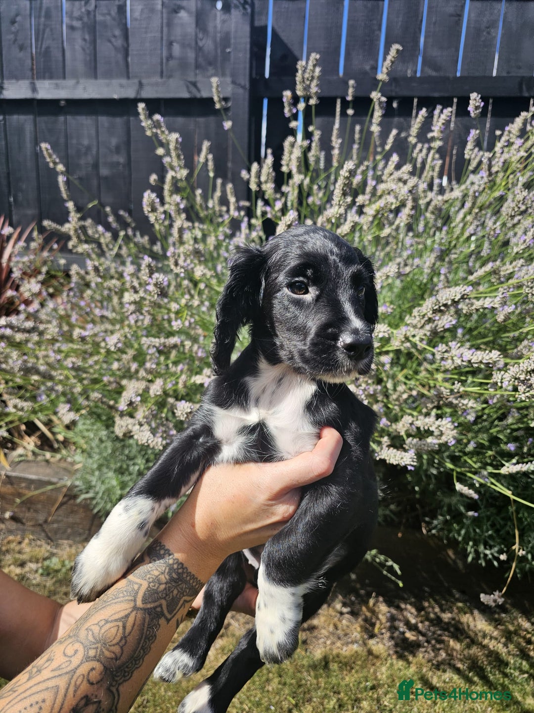Cocker Spaniel dogs for sale: Black and white roan boy left 9 weeks - Image 15