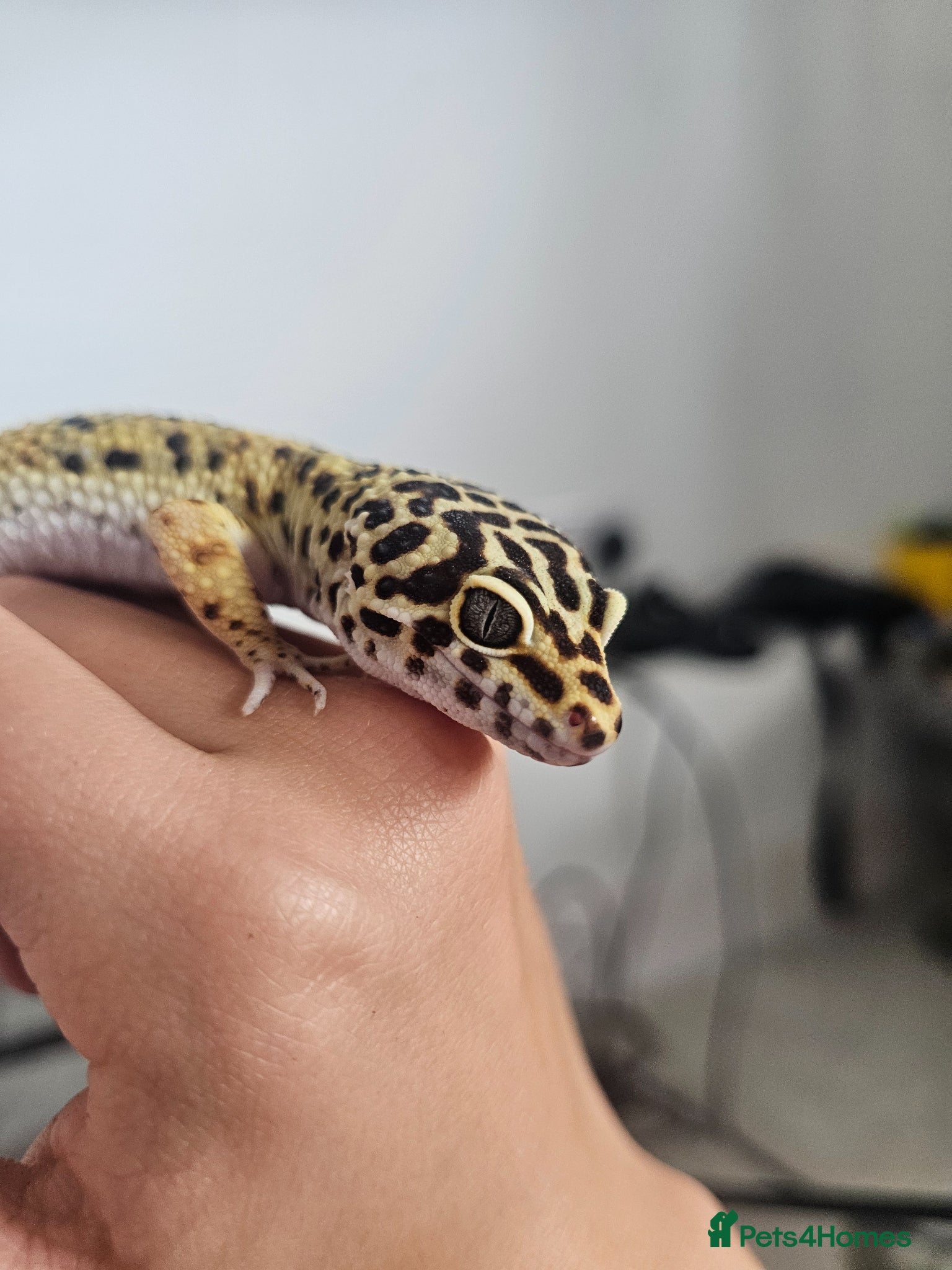 Leopard Gecko reptiles for sale: Male leopard gecko and equipment in Hemel Hempstead - Advert 4