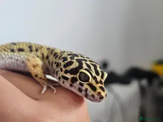 Leopard Gecko reptiles Male leopard gecko and equipment - Advert 5