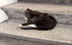 Maine Coon cats for sale: Maine coon x British shorthair kittens  - Image 5