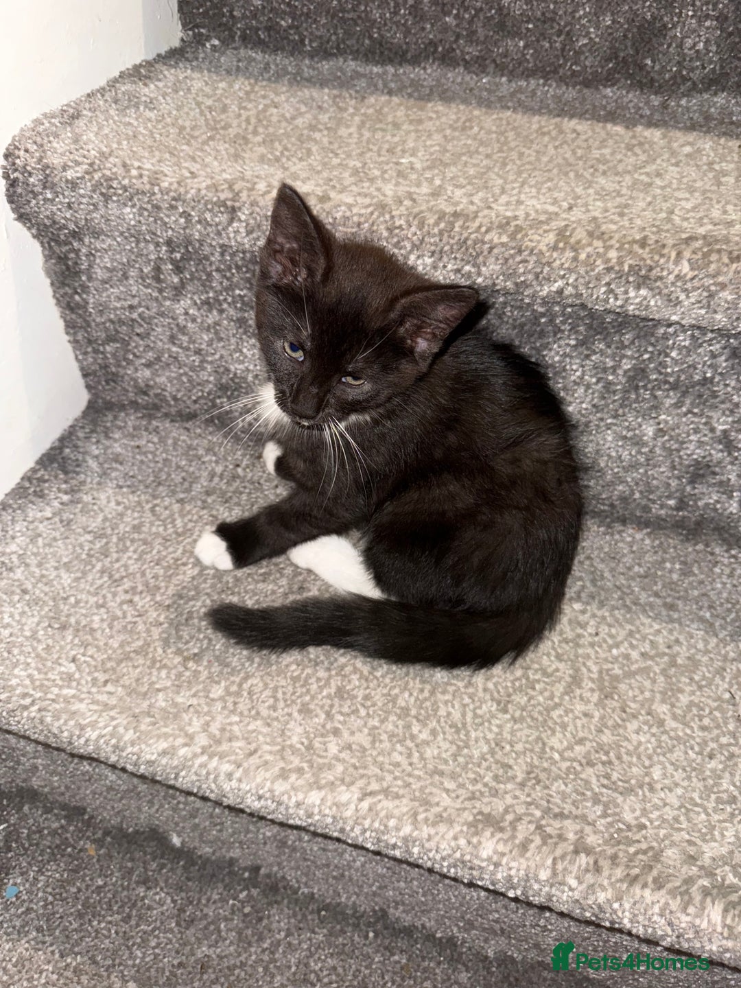 Maine Coon cats for sale: Maine coon x British shorthair kittens  - Image 5