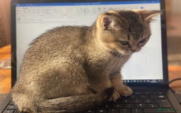 Scottish Fold cats for sale: Scottish straight - Advert 2