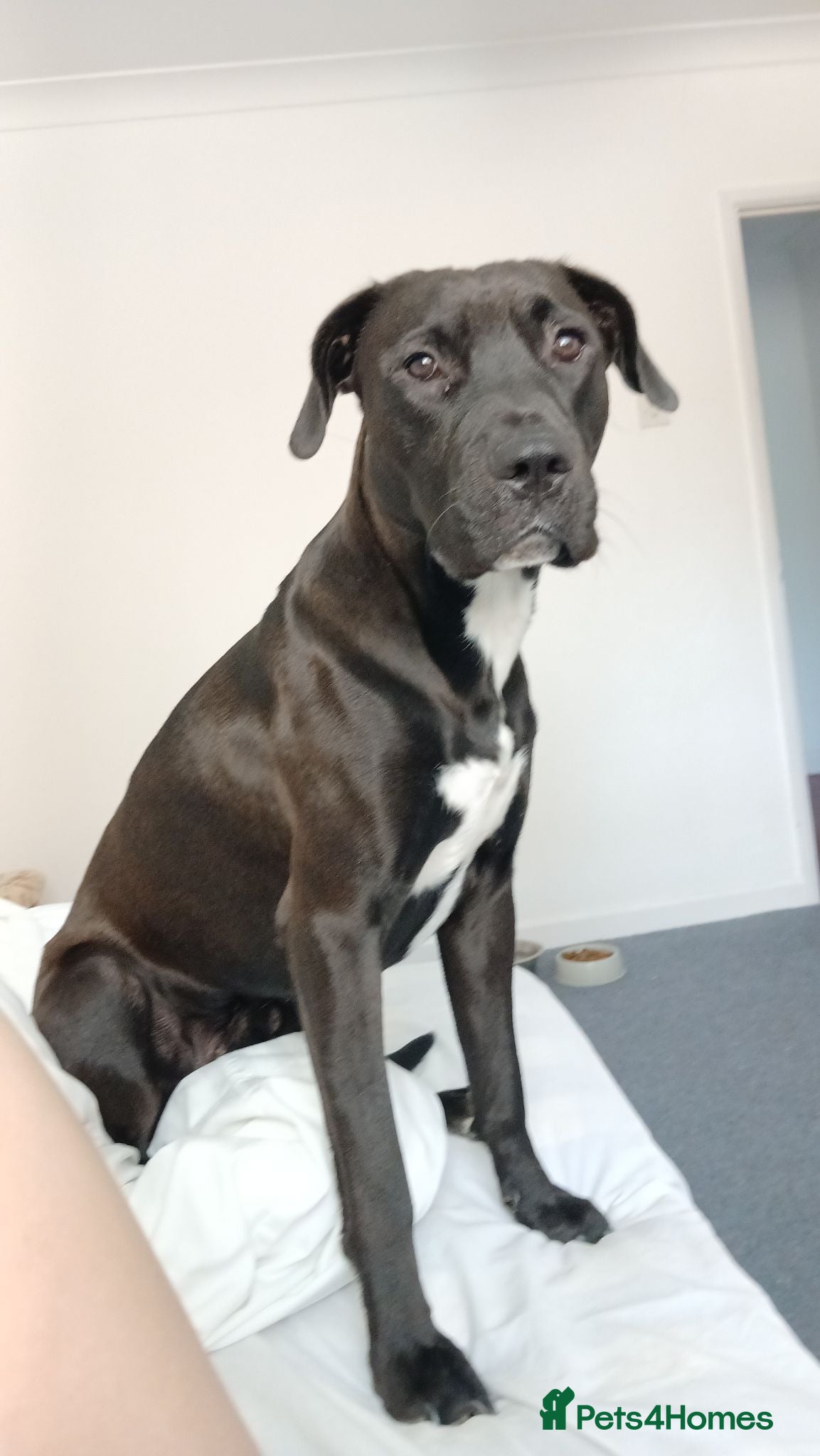 Mixed Breed dogs Black staff cross springer mixed breed. - Advert 7