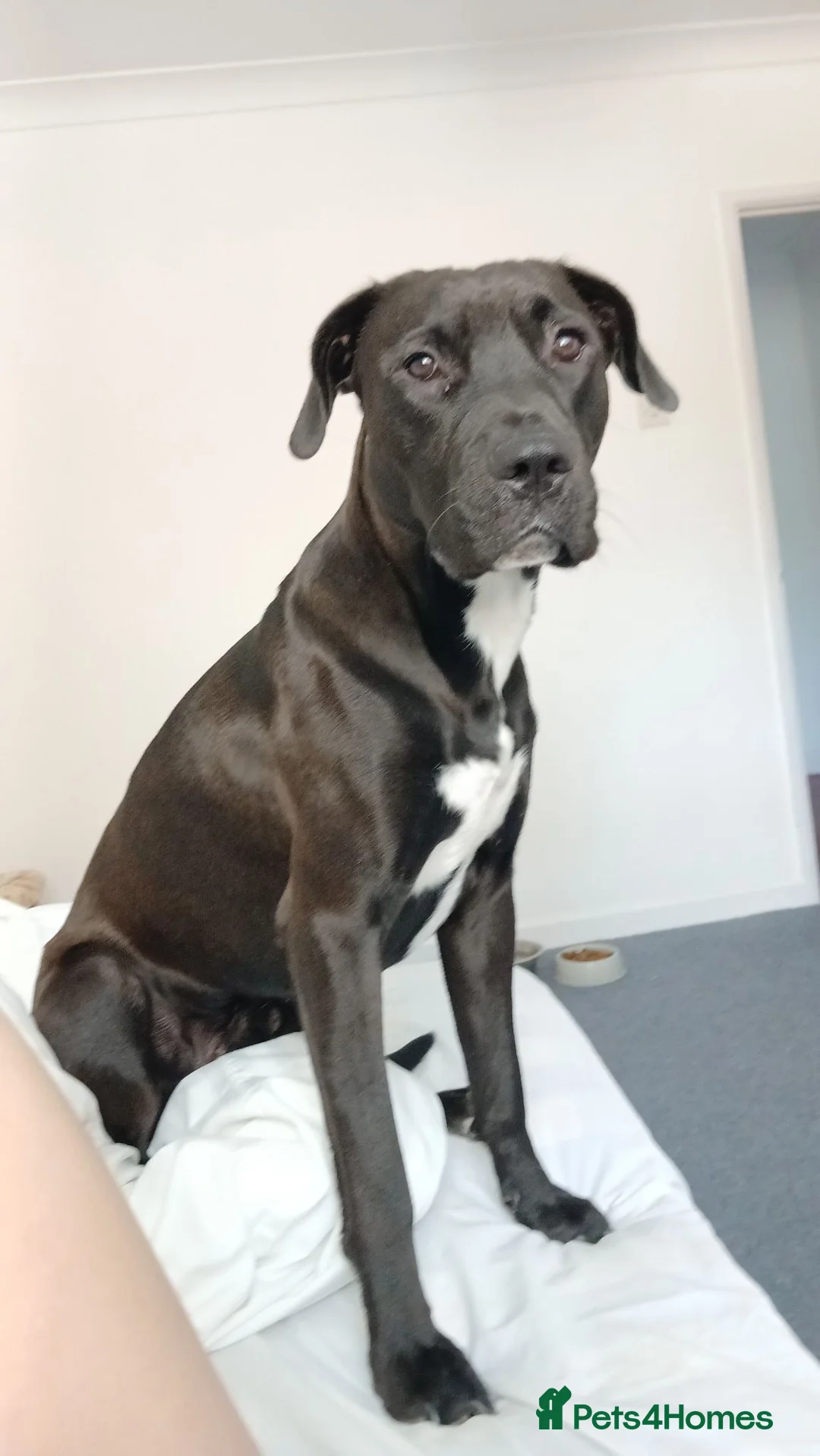 Mixed Breed dogs for sale: Black staff cross springer mixed breed. in Evesham - Advert 1