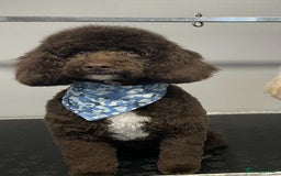 Miniature Poodle dogs for stud: Proven🏆, miniature poodle - Image 2