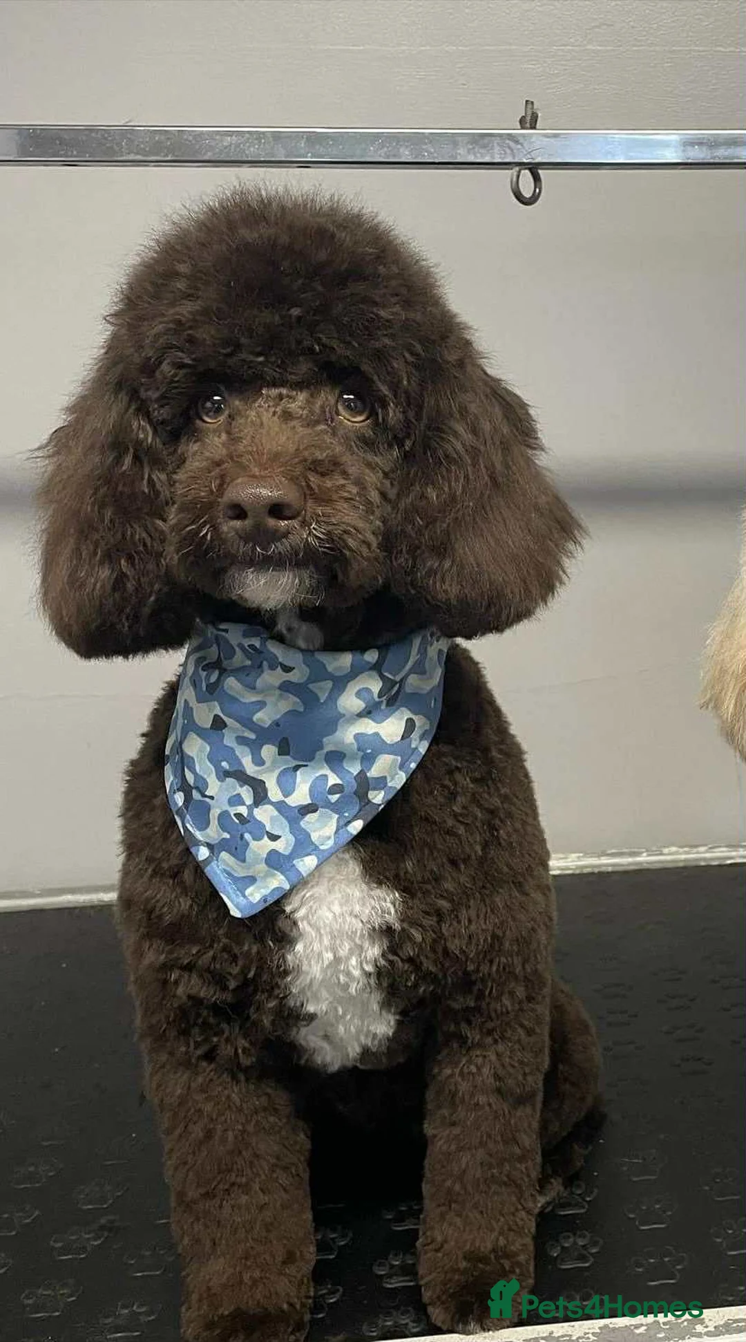 Miniature Poodle dogs for stud: Proven🏆, miniature poodle - Advert 3