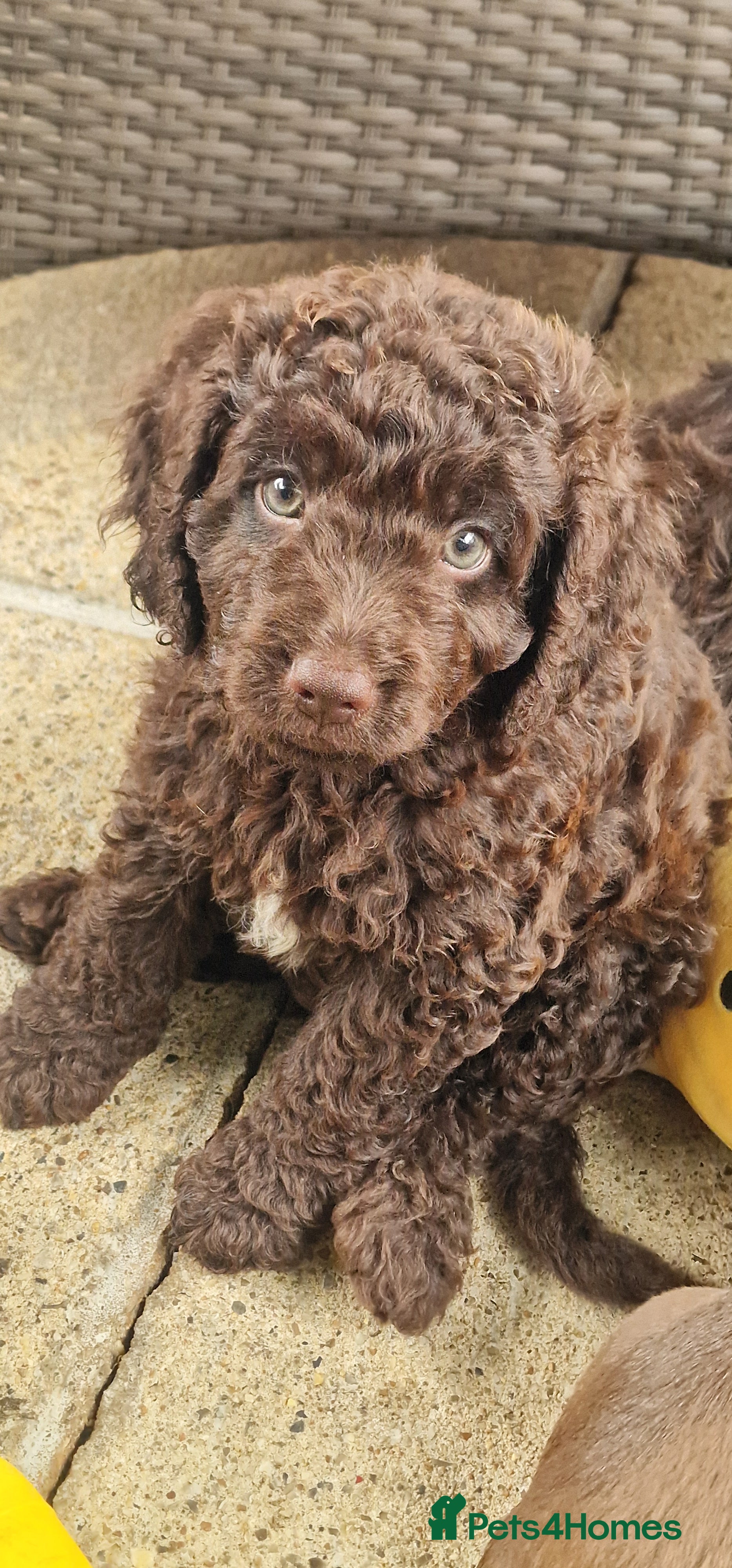 Cockapoo dogs READY NOW Beautiful Show Cockapoo F1b - Advert 2